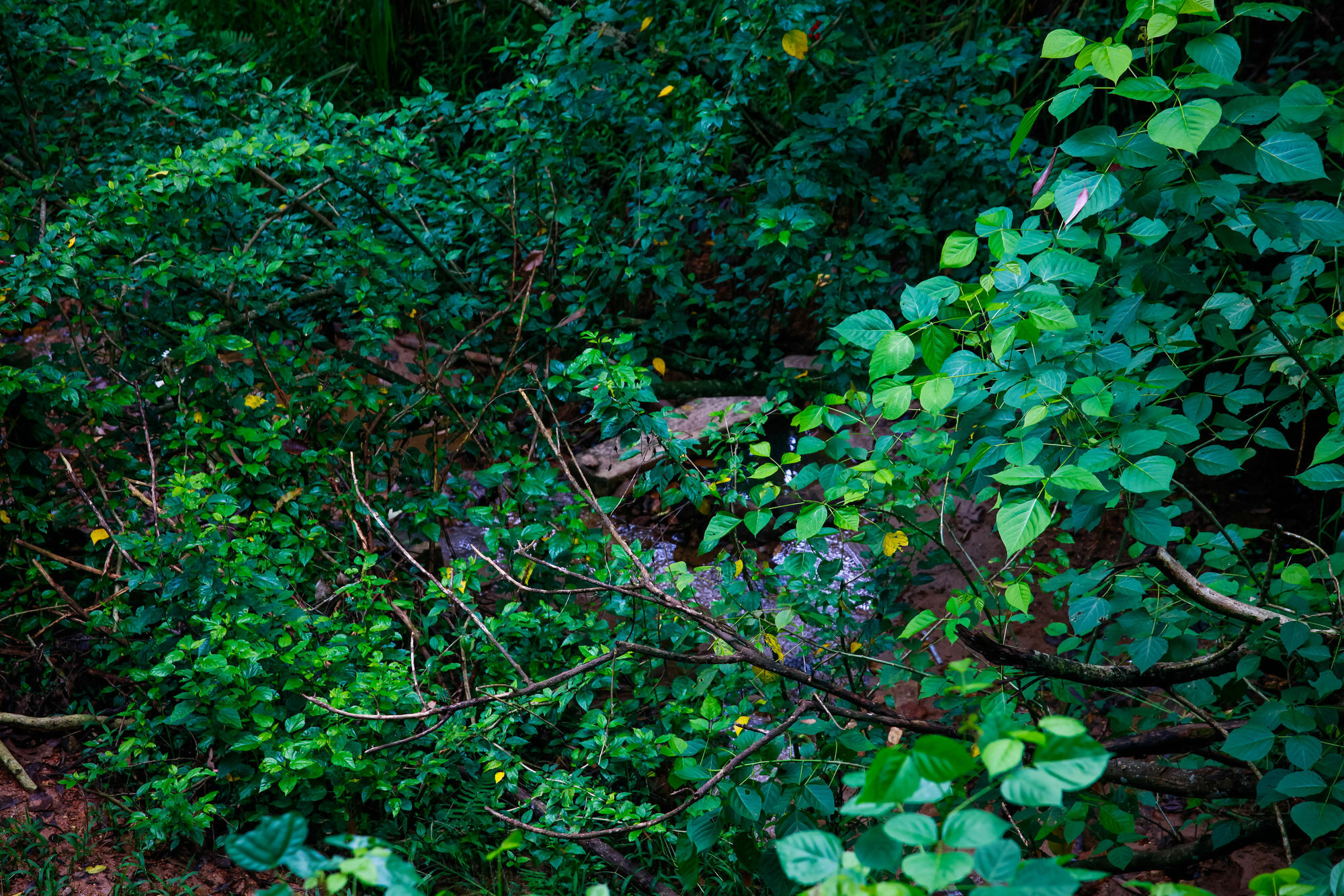 Ella Ecolodge Luaran gambar